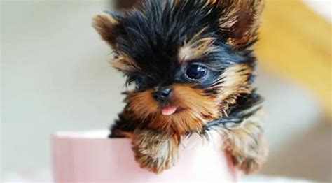 Teacup Dogs: 10 of the Tiniest Dog Breeds You'll Ever See | The Dog People by Rover.com