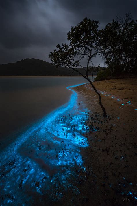 Bioluminescence Photography Tips | Canon Australia in 2020 | Travel photography, New south wales ...