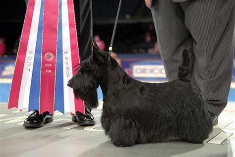 Winning Show Dogs: A Roundup of AKC National Championship Winners – American Kennel Club