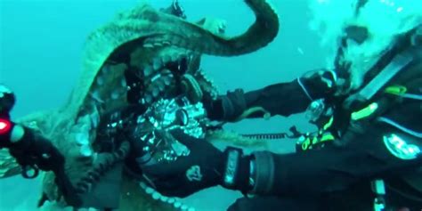 Octopus Steals Camera To Take A Few Cephalopod Selfies (VIDEO) | HuffPost