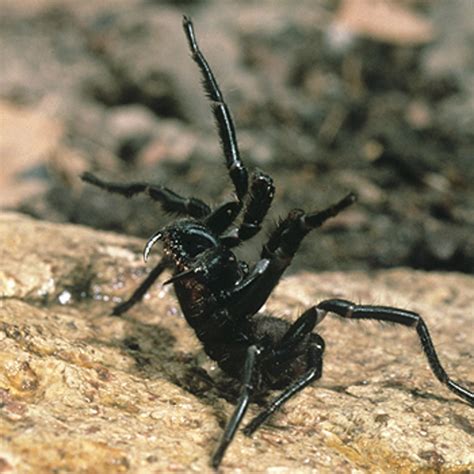 Australia, Poisonous and Venomous Spiders, Snakes and Insects - HubPages