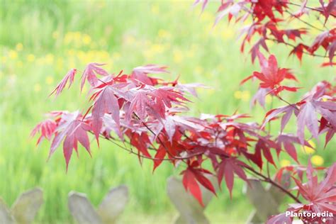 Japanese Maple Tree, Acer palmatum - How to Plant and Care - Plantopedia