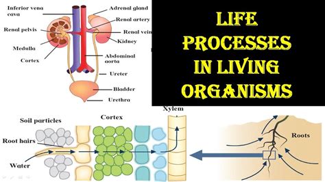 Life Processes in Living Organisms # std 9 # part 4 # lecture video ...