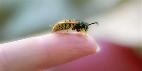 The most effective treatments and home remedies for a wasp sting | Business Insider India