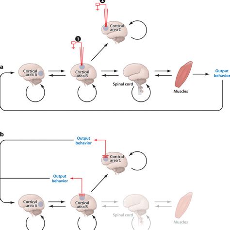 (PDF) The Science of Neural Interface Systems