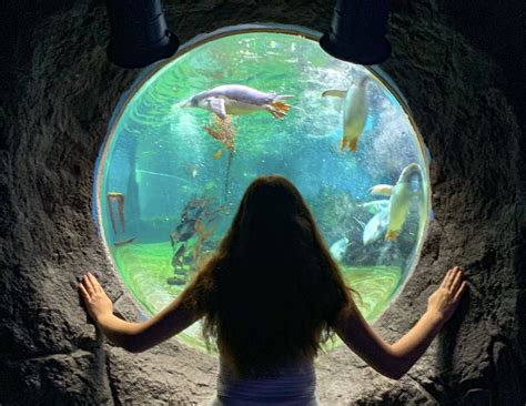 Sydney Aquarium Review - Things to do in Sydney with kids! | Let's go MumLet's go Mum