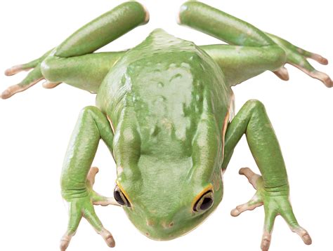Green frog PNG