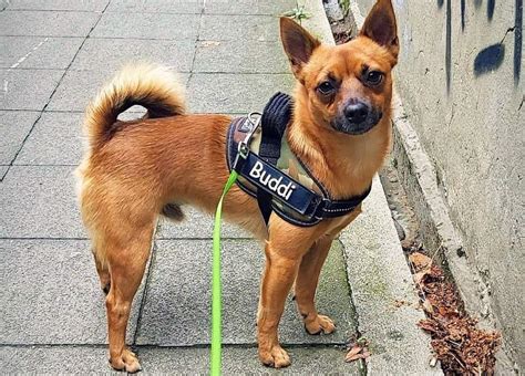 Shiba Inu Mixes: 30 Different Shiba Dog Crossbreeds - K9 Web