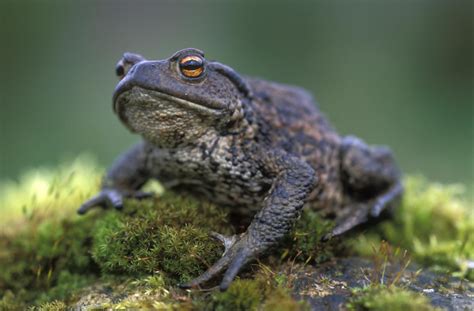 Spooky Species Guided Walks Perthshire Wildlife