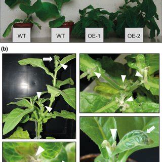 Boron deficiency symptoms of NtXIP1;1 overexpressing N. tabacum lines.... | Download Scientific ...