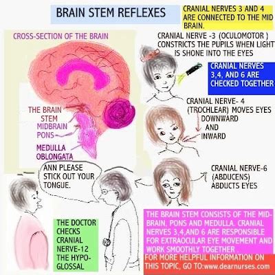 Dear Nurses: BRAIN STEM FUNCTION