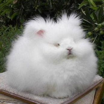 Lapin Nain Angora | Races | Derly