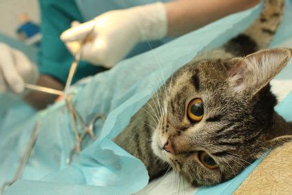 What are benefits and losses of spaying and neutering a cat?