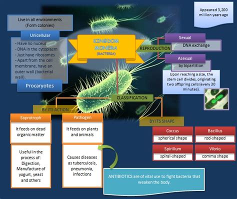 Educative diagrams: Kingdom Monera (Bacteria)