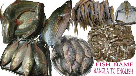 Bangladeshi Fish Picture - Picture Of Fish