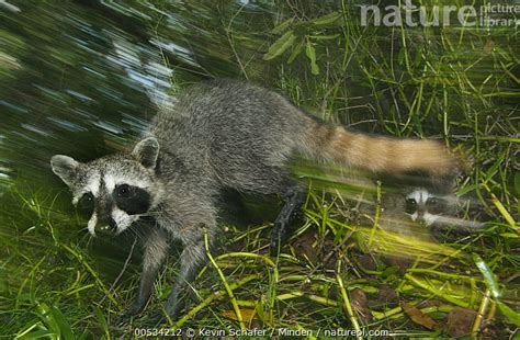 Nature Picture Library Pygmy Raccoon (Procyon pygmaeus) mother and young, Cozumel Island, Mexico ...