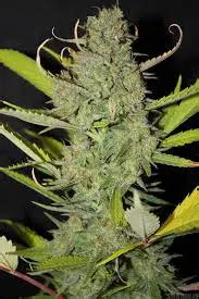 Critical Mass Strain Review - Marijuana Beginners