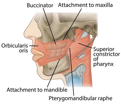 Buccinator muscle: Origin, Insertion, Nerve Supply, Exercise