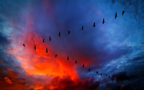 Flock of birds, sky, sunset, birds, geese HD wallpaper | Wallpaper Flare