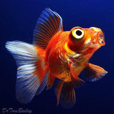 Fancy Gold Fish, including Orandas, Telescopes, Ryukins, Lionheads, Celestials, Bubble Eye, and ...