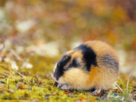 Wildlife Expedition im Sarek National Park,entlegenste Wildnis Europas