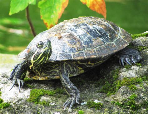 terrapin Free Photo Download | FreeImages