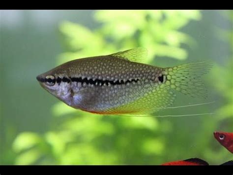 Pearl gourami breeding, tank size and tank mates - YouTube