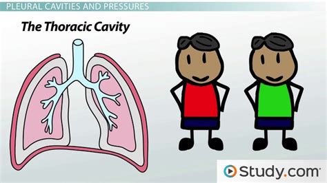 Pleural Cavity & Membrane | Organs, Function & Location - Lesson ...