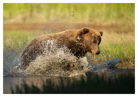 Grizzly-Bear-fishing-1 - Natures Images