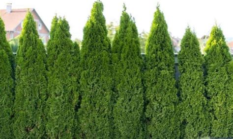 Trimming A Cypress Tree: Professional Tips For A Perfect Cut