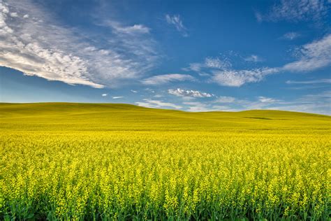 Canola Fields near Palouse, Washington State | A field of ra… | Flickr