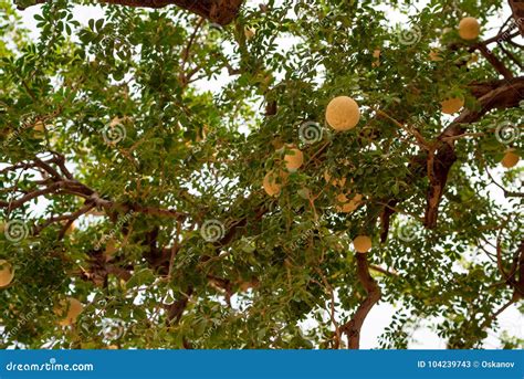 Limonia Acidissima or Wood-apple Tree Stock Image - Image of elephant, lanka: 104239743