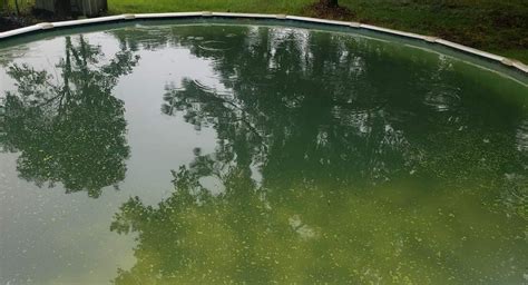 Jules's Green Pool Algae Treatment Program - Talking Pools Podcast News