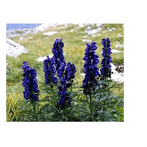 Other Home & Garden Home & Garden Indian Atees Seeds 50 Aconitum ...