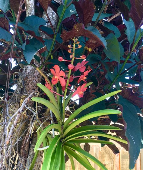 Orchid in tree 6/2018 | Orchids, Plants, Tree