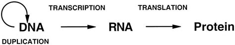 Strategies for Discovering Mechanisms: Schema Instantiation, Modular Subassembly, Forward ...