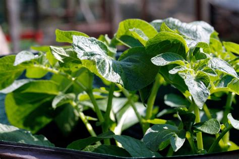 How to grow potatoes in containers | Livingetc