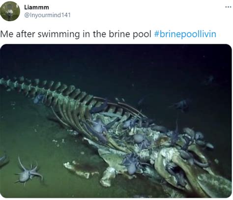 Brine Pool Livin' | Know Your Meme - VisionViral.com