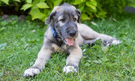 Irish Wolfhound: Characteristics, Care & Photos | BeChewy