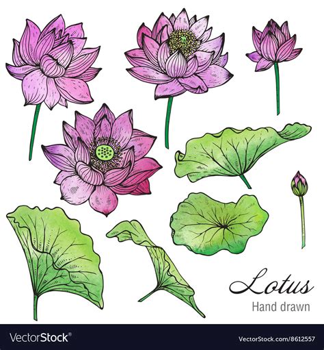 Set of hand drawn lotus flowers and leaves Vector Image