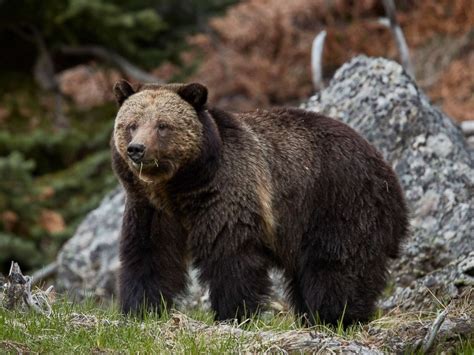 Bear attacks 10-year-old boy in Yellowstone National Park - ABC News