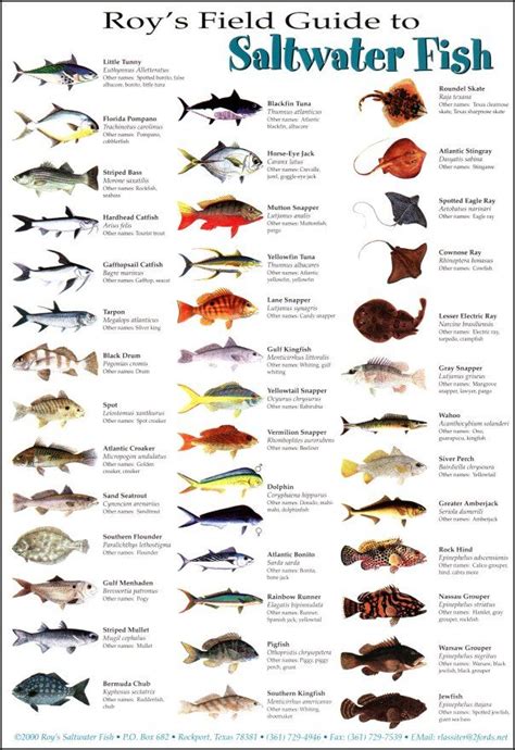 Tackle Box ID Florida Saltwater Fish Identification Card Set Three ...