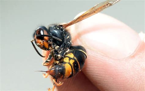 Hornet Sting 101: Everything You Need to Know About Dealing with it