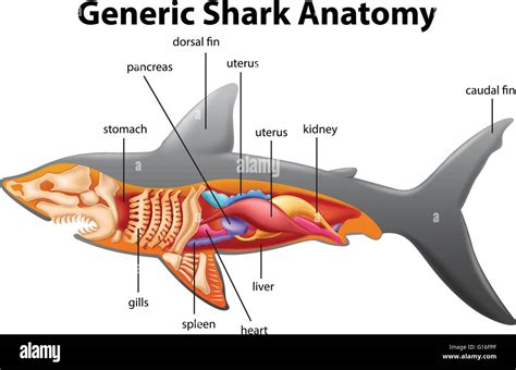 Generic shark anatomy chart illustration Stock Vector Image & Art - Alamy