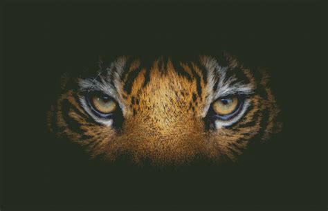 Tiger Eyes on Black Counted Cross Stitch Pattern PDF - Etsy