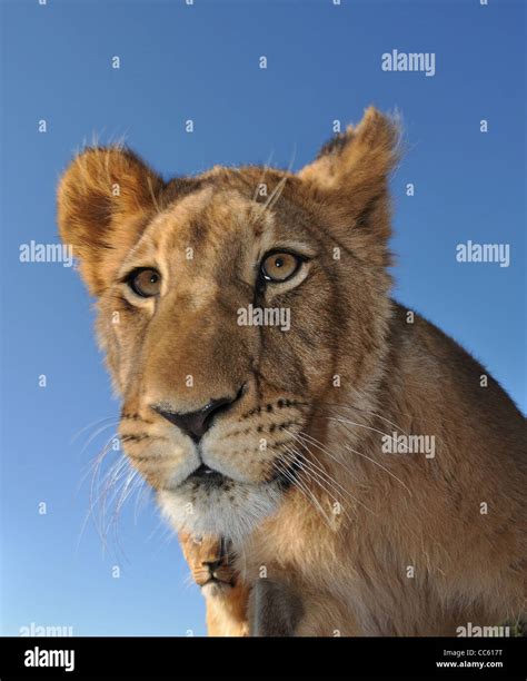 African lion cubs Stock Photo - Alamy