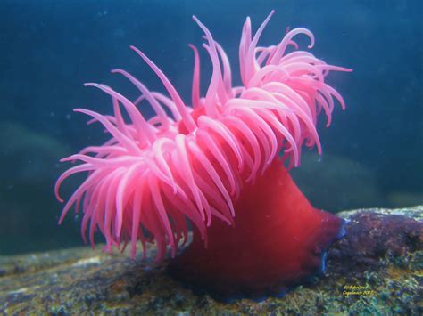 The beadlet anemone, Actinia equina, is a common sea anemone found on rocky shores around all ...