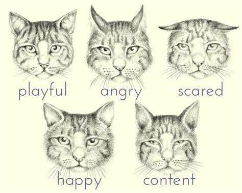 Why Is My Cat so Affectionate? Understanding a Cat's Body Language | PetHelpful