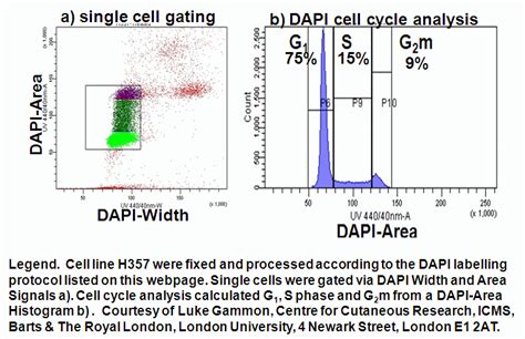 Cell Cycle Analysis, Flow Cytometry Core Facility