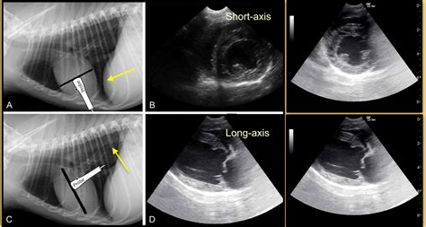 FASTVet Free Resources: ECC Blog - TFAST® Views of the Heart and their ...